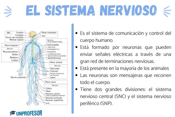 Sistema Nervioso Central: Funciones y Enfermedades Clave 2 sistema nervioso central funciones y enfermedades clave