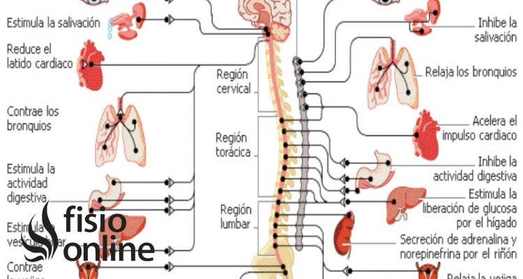 Sistema Nervioso SIMPÁTICO: ANATOMÍA y FUNCIONES CLAVE 12 sistema nervioso simpatico anatomia y funciones clave