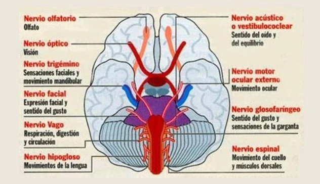 sistema nervioso simpatico funciones y anatomia en madrid