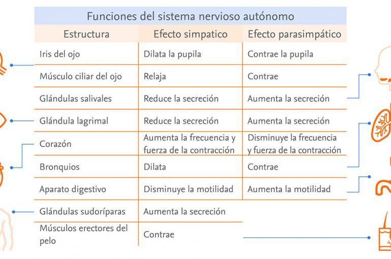 Sistema Nervioso: Simpático vs. Parasimpático en Clave 21 sistema nervioso simpatico vs parasimpatico en clave