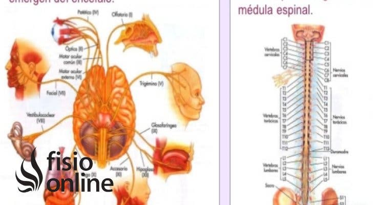 Sistema Nervioso Somático: Funciones Clave y Curiosidades 2 sistema nervioso somatico funciones clave y curiosidades