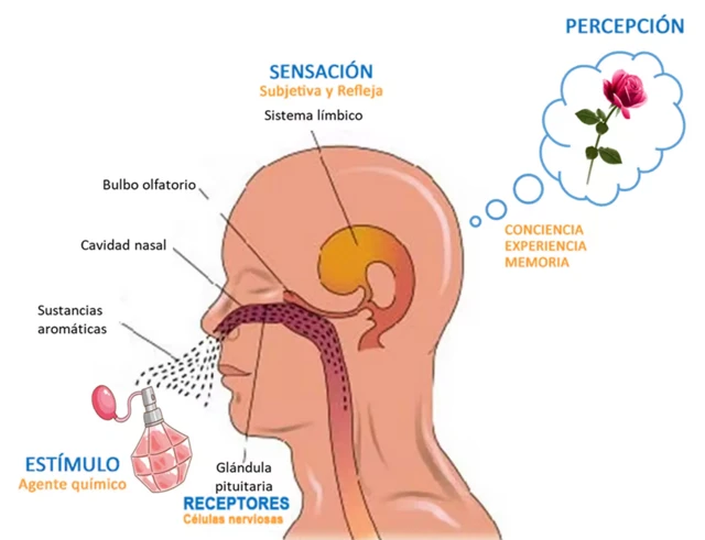 Sistema OLFATIVO: FUNCIONES y PARTES CLAVE a Descubrir 2 sistema olfativo funciones y partes clave a descubrir