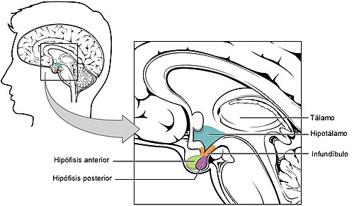 sistema porta hipofisario descubre su funcion y relevancia