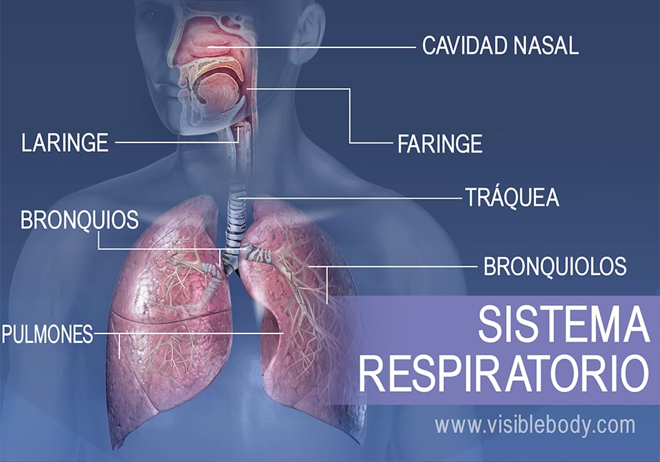sistema respiratorio partes funciones y enfermedades clave