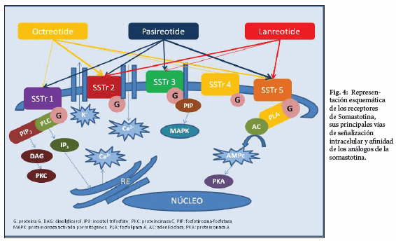 SOMATOSTATINA: Descubre sus efectos y características clave 2 somatostatina descubre sus efectos y caracteristicas clave