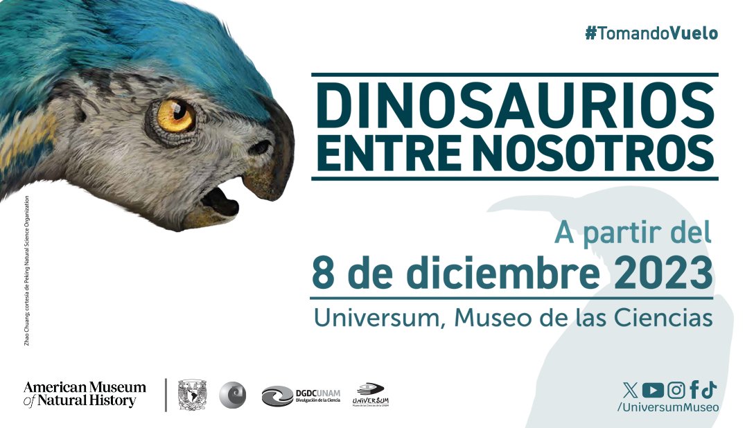 Son las Aves Dinosaurios Descúbrelo y Sorpréndete Aquí 2 son las aves dinosaurios descubrelo y sorprendete aqui