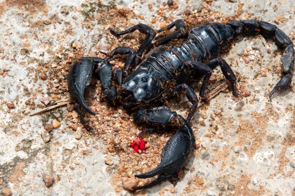 Soñar con ALACRANES - Descubre su SIGNIFICADO y MÁS 2 sonar con alacranes descubre su significado y mas