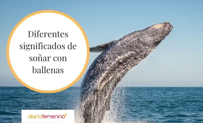 Soñar con BALLENAS - Descubre su SIGNIFICADO MISTERIOSO 2 sonar con ballenas descubre su significado misterioso