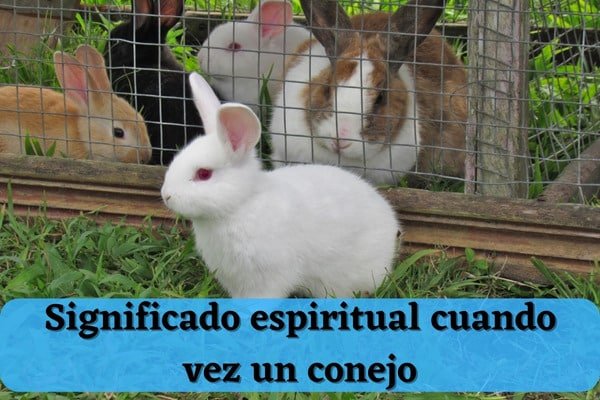 Soñar con Conejos: Revela su Fascinante Significado 2 sonar con conejos revela su fascinante significado