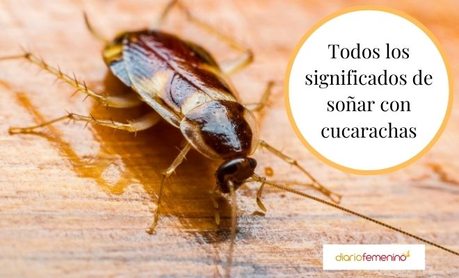 Soñar con CUCARACHAS - Descubre su SIGNIFICADO y NÚMERO 2 sonar con cucarachas descubre su significado y numero
