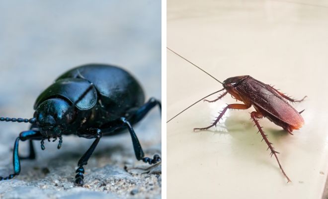 Soñar con ESCARABAJOS: Descubre su SIGNIFICADO y SIMBOLISMO 2 sonar con escarabajos descubre su significado y simbolismo
