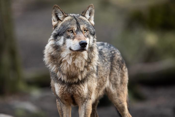 Soñar con LOBOS - Significado y SU INTERPRETACIÓN CLARA 2 sonar con lobos significado y su interpretacion clara