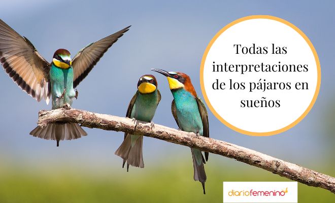 Soñar con PÁJAROS - Descubre su SIGNIFICADO y MENSAJE Oculto 2 sonar con pajaros descubre su significado y mensaje oculto