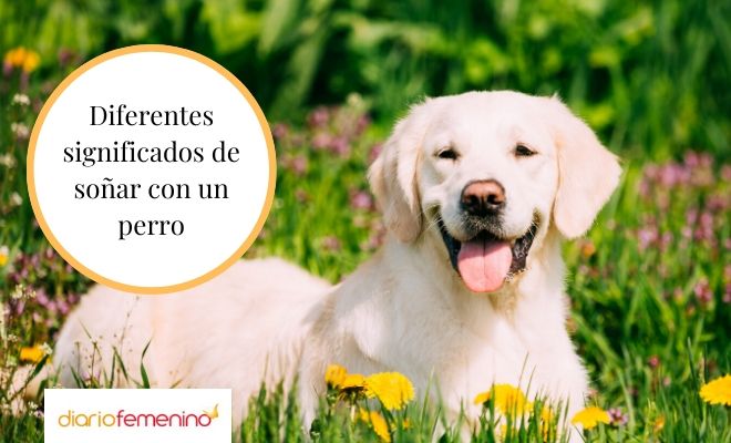 sonar con perros descubre su significado y mensajes clave