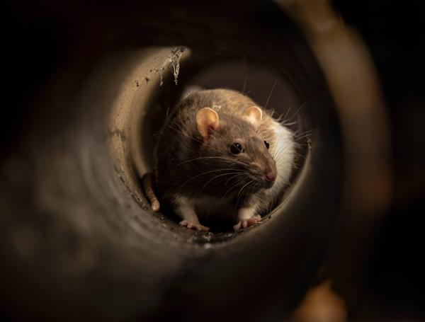Soñar con RATAS - Descubre su SIGNIFICADO y MENSAJE OCULTO 2 sonar con ratas descubre su significado y mensaje oculto