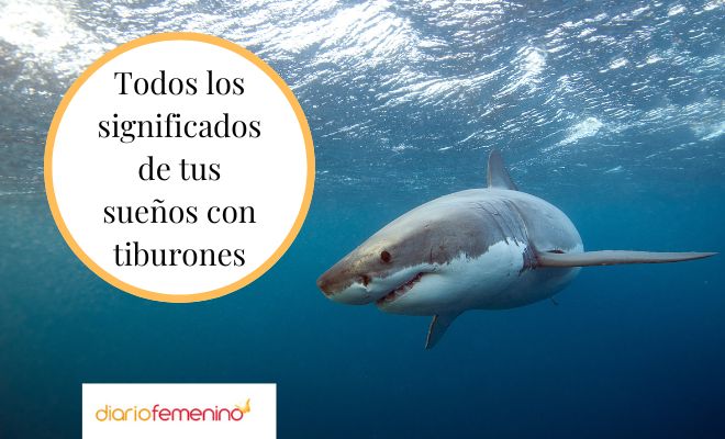 Soñar con Tiburones: Revela su Significado Espiritual 2 sonar con tiburones revela su significado espiritual