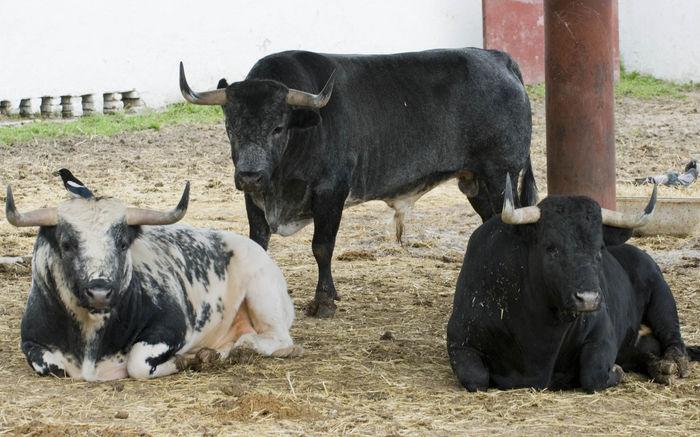 Soñar con TOROS: Descubre su SIGNIFICADO y MISTERIOS 2 sonar con toros descubre su significado y misterios