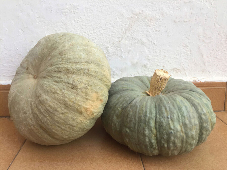 ¡Sorpréndete! Beneficios del Zapallo para tu Salud 2 sorprendete beneficios del zapallo para tu salud