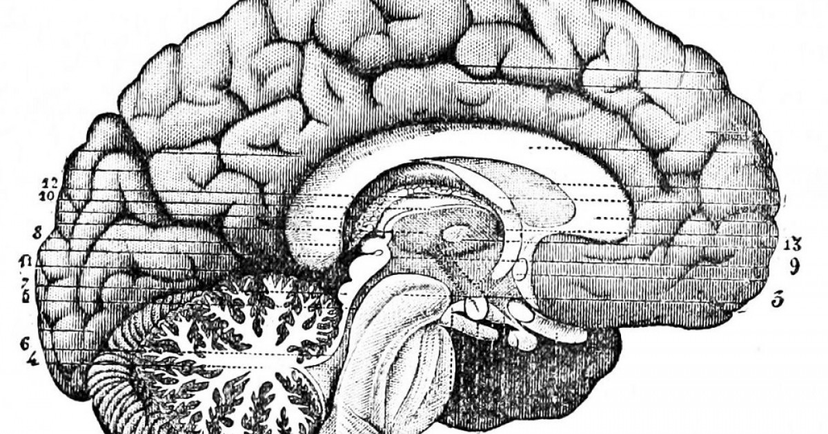 SUBCORTICAL: ESTRUCTURAS y FUNCIONES CLAVE en el ENCEFALO 2 subcortical estructuras y funciones clave en el encefalo