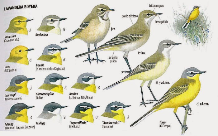 subespecies que son y sus caracteristicas mas interesantes