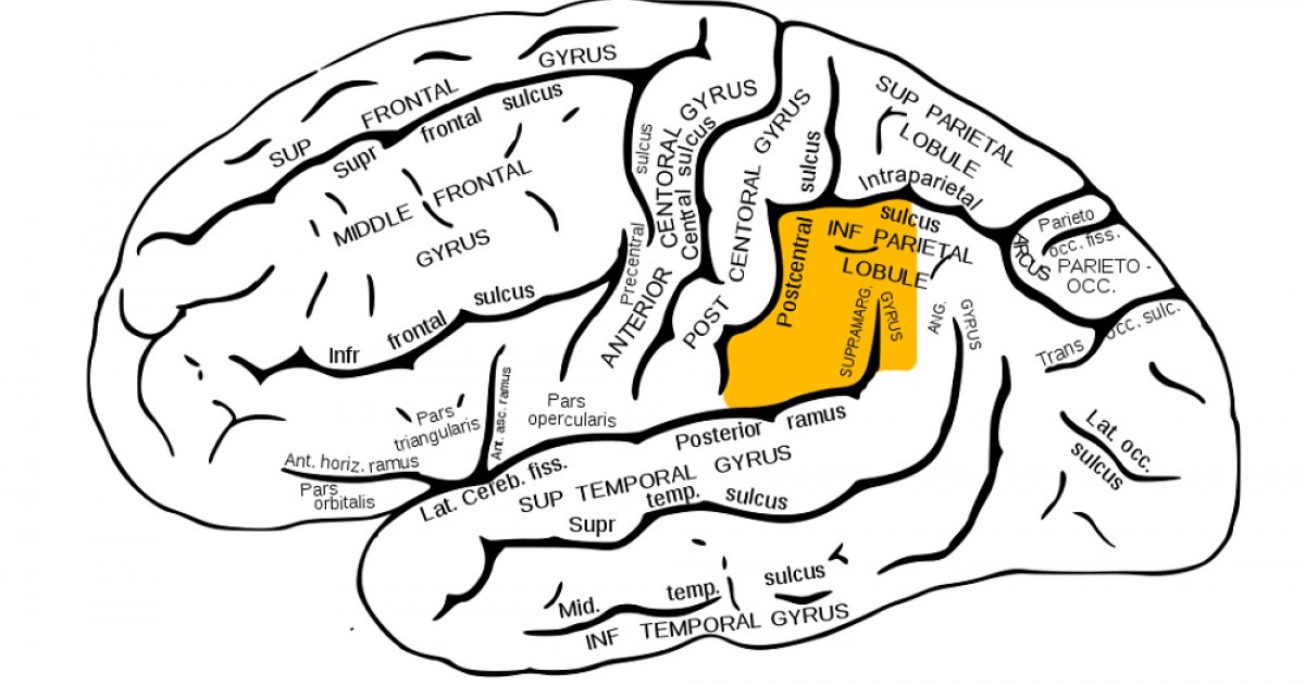 supramarginal gyrus funciones y trastornos en madrid