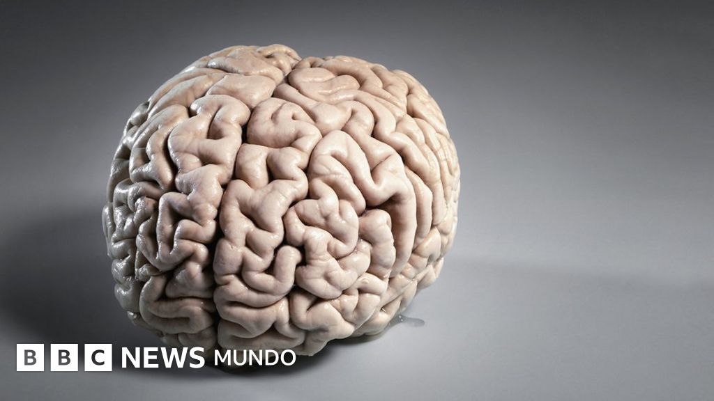 sustancia blanca del cerebro funciones que no conocias