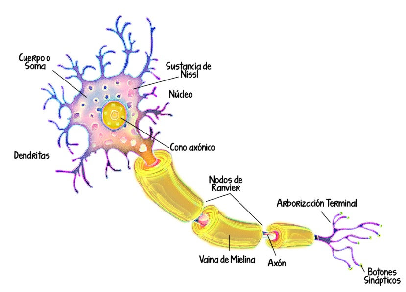 Sustancia de Nissl: Funciones y Características Esenciales 2 sustancia de nissl funciones y caracteristicas esenciales