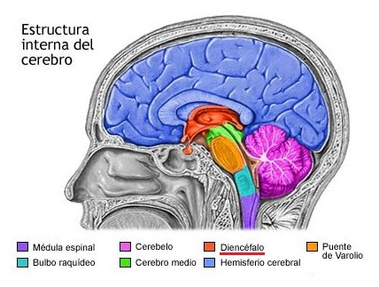 TÁLAMO e HIPOTÁLAMO: DESCUBRE su IMPORTANCIA y FUNCIÓN 2 talamo e hipotalamo descubre su importancia y funcion