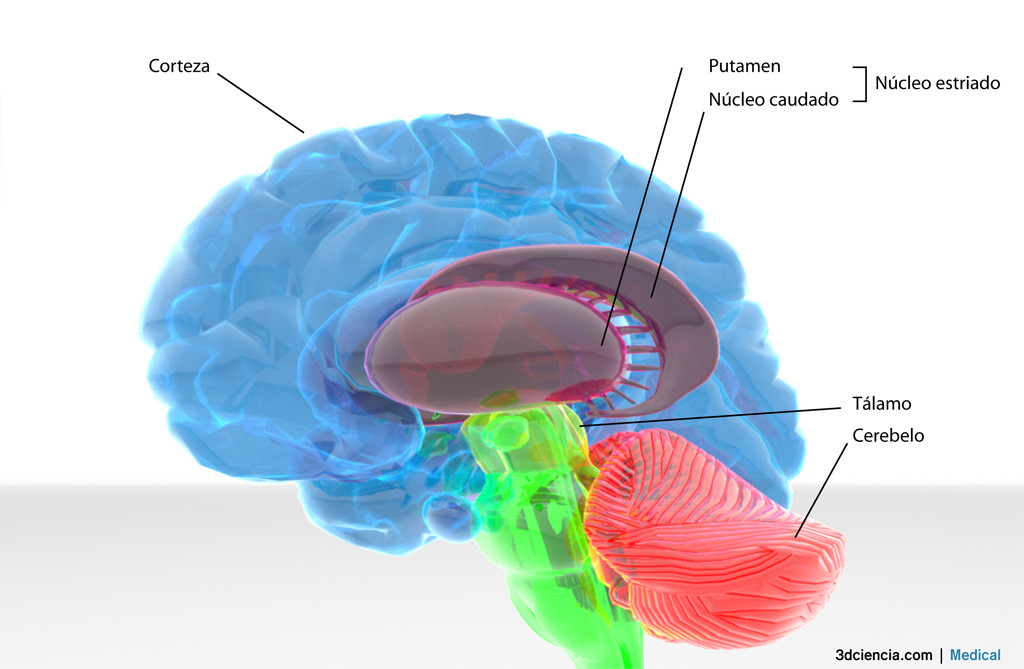 Tálamo: UBICACIÓN, FUNCIONES y su IMPORTANCIA en el CEREBRO 2 talamo ubicacion funciones y su importancia en el cerebro