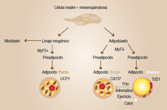 tejido adiposo tipos y caracteristicas que debes conocer