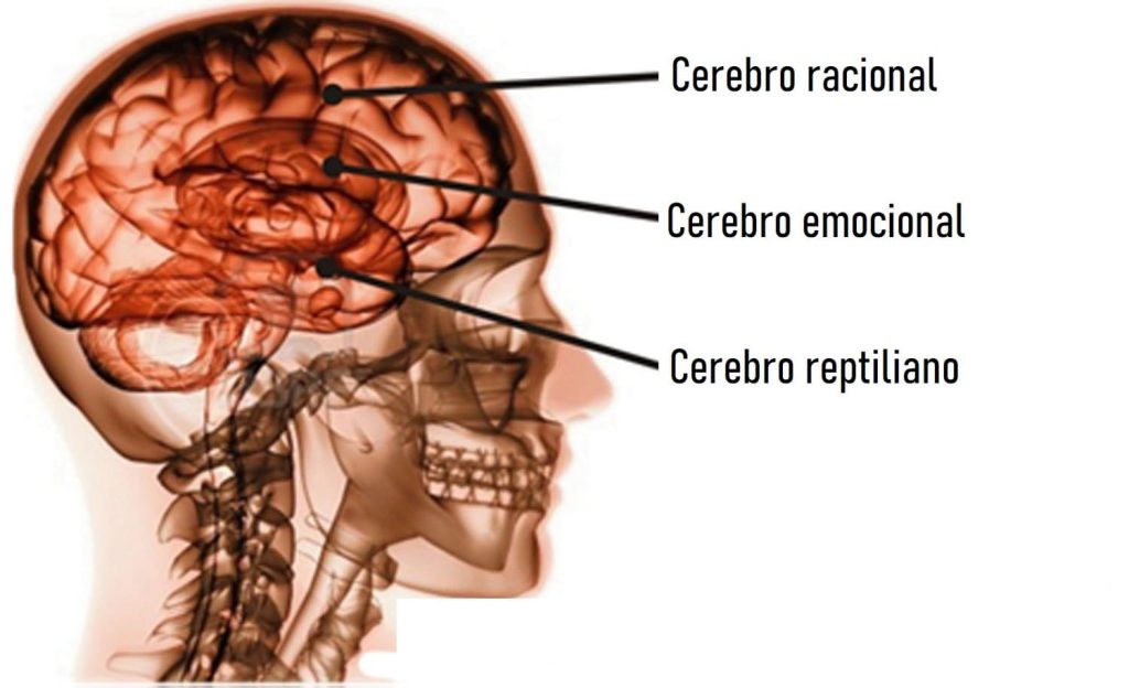 TEORÍA de los TRES CEREBROS - TERAPIA ONLINE en MADRID 2 teoria de los tres cerebros terapia online en madrid