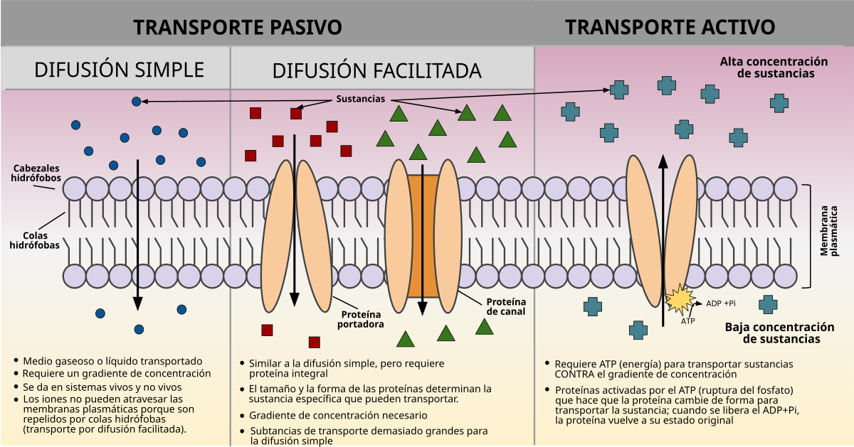 Tipos de CANALES IÓNICOS: PROTEÍNAS y su IMPORTANCIA CELULAR 2 tipos de canales ionicos proteinas y su importancia celular