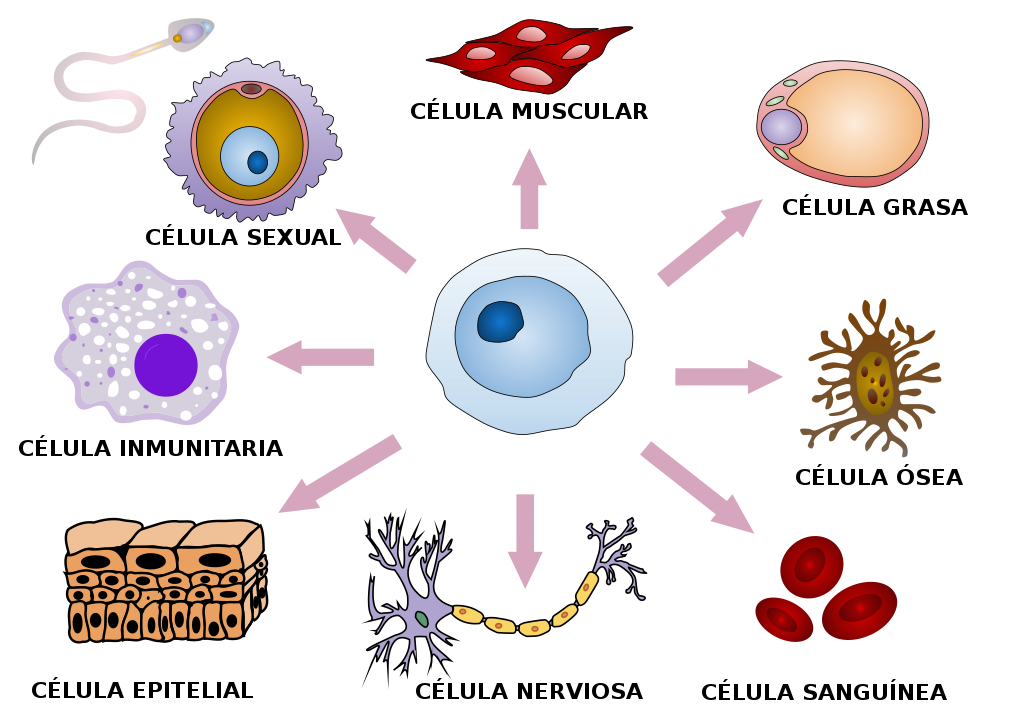 Tipos de Células en el Cuerpo Humano: ¡Descubre sus Formas! 2 tipos de celulas en el cuerpo humano descubre sus formas