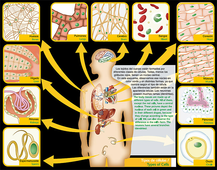 tipos de celulas en el cuerpo humano funciones y ejemplos