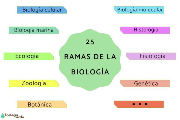 tipos de ciencia descubre los 4 principales y sus campos