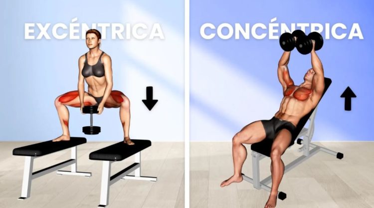 tipos de contraccion muscular mejora tu entrenamiento ahora