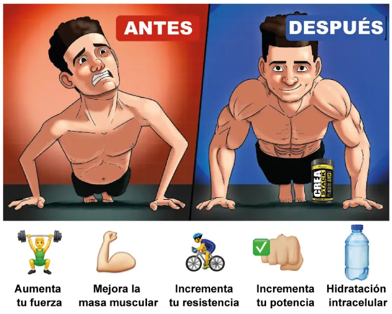 tipos de creatina propiedades y usos que debes conocer
