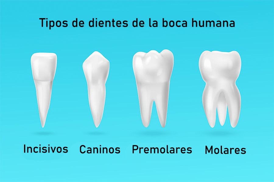 Tipos de DIENTES HUMANOS: CARACTERÍSTICAS y FUNCIONES CLAVE 2 tipos de dientes humanos caracteristicas y funciones clave