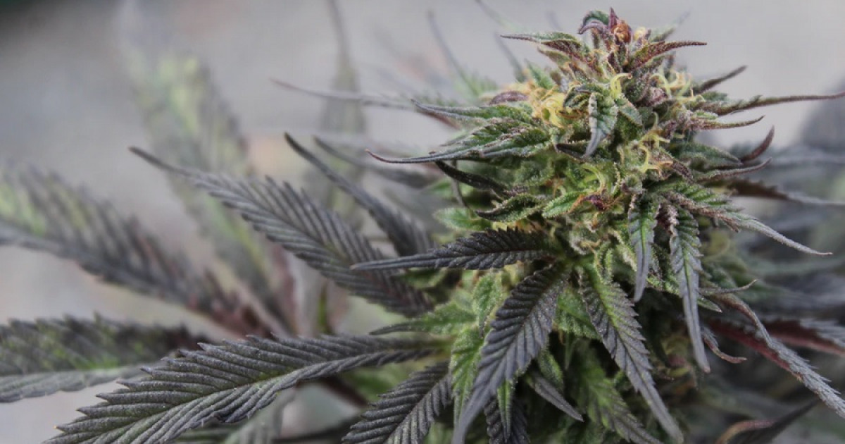 Tipos de DROGAS ILEGALES: CONOCE las 9 MÁS IMPORTANTES 2 tipos de drogas ilegales conoce las 9 mas importantes