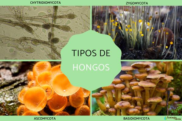 Tipos de HONGOS: Descubre los 11 TIPOS y sus CARACTERÍSTICAS 2 tipos de hongos descubre los 11 tipos y sus caracteristicas