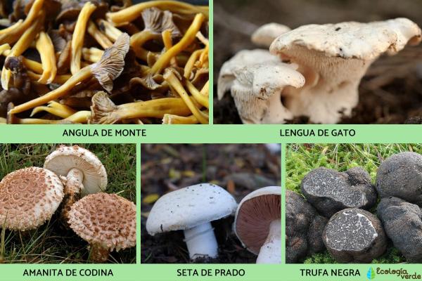 Tipos de HONGOS: Descubre los 30 Tipos de SETAS COMESTIBLES 2 tipos de hongos descubre los 30 tipos de setas comestibles