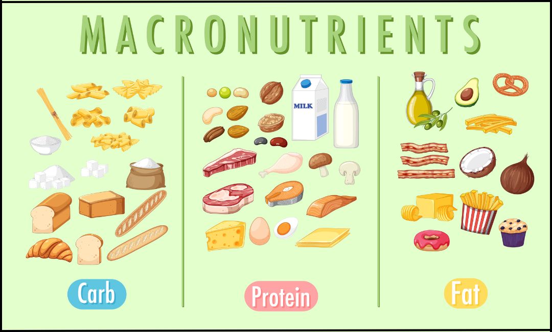 Tipos de MACRONUTRIENTES: FUNCIONES Esenciales para tu SALUD 2 tipos de macronutrientes funciones esenciales para tu salud