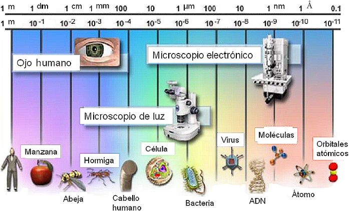Tipos de MICROSCOPIO: Descubre los 18 y sus CARACTERÍSTICAS 2 tipos de microscopio descubre los 18 y sus caracteristicas