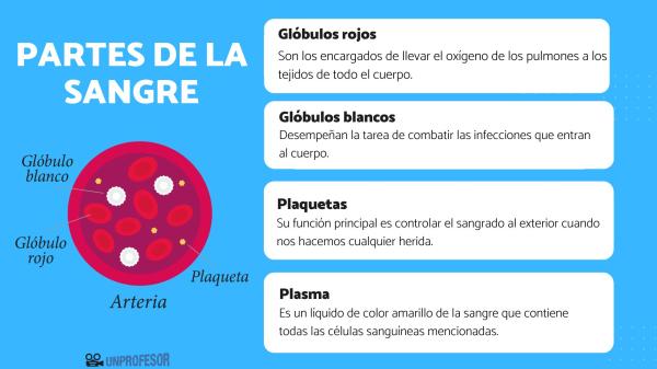 tipos de sangre descubre sus caracteristicas y composicion