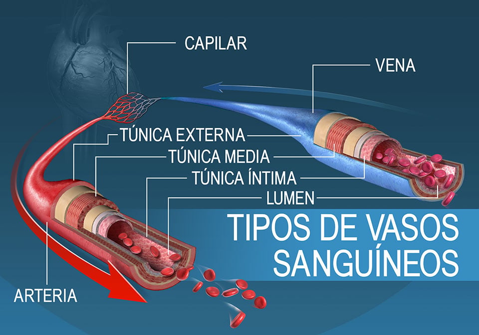 Tipos de VASOS SANGUÍNEOS: Funciones de ARTERIAS y VENAS 2 tipos de vasos sanguineos funciones de arterias y venas