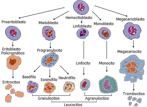 Tipos y Funciones de los Leucocitos: ¡Descubre su Poder! 2 tipos y funciones de los leucocitos descubre su poder