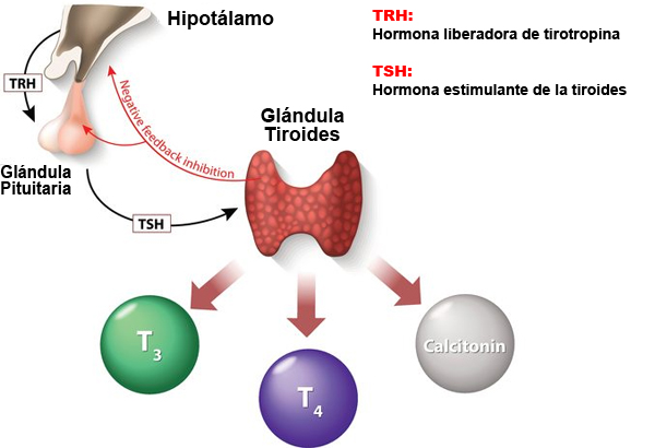 Tiroides: Funciones ESENCIALES y su IMPACTO en tu SALUD 2 tiroides funciones esenciales y su impacto en tu salud