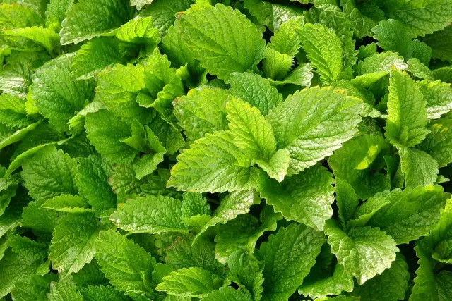 Toronjil: BENEFICIOS y USOS TERAPÉUTICOS - Salud en MADRID 2 toronjil beneficios y usos terapeuticos salud en madrid