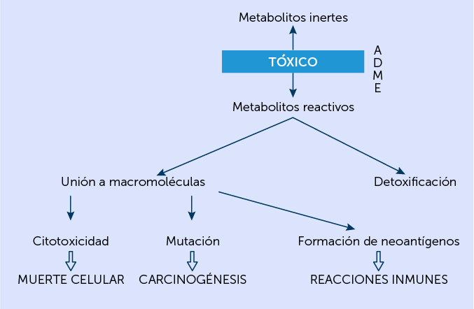 TÓXICO vs. VENENOSO: DIFERENCIAS CLAVE que DEBES SABER 2 toxico vs venenoso diferencias clave que debes saber