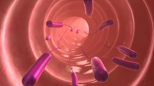Toxoplasmosis en HUMANOS - Efectos PSICOLÓGICOS IMPACTANTES 2 toxoplasmosis en humanos efectos psicologicos impactantes